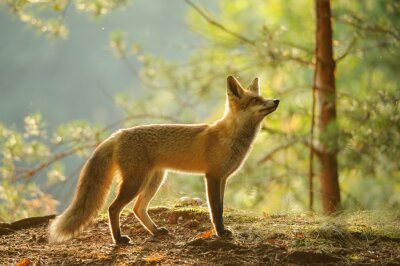 Rode vos van zijaanzicht in schoonheid backlight in de herfstbos