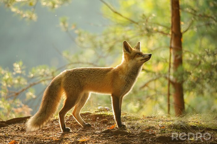 Fotobehang Rode vos van zijaanzicht in schoonheid backlight in de herfstbos