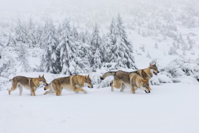 Fotobehang Roedel poolwolven in de sneeuw