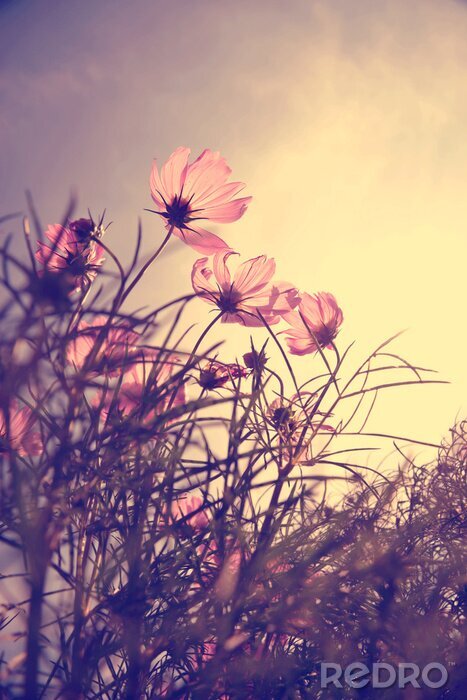 Fotobehang Romantisch uitzicht met bloemen