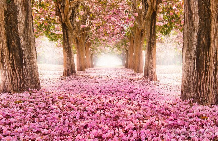 Fotobehang Romantische bomen bloeien in roze
