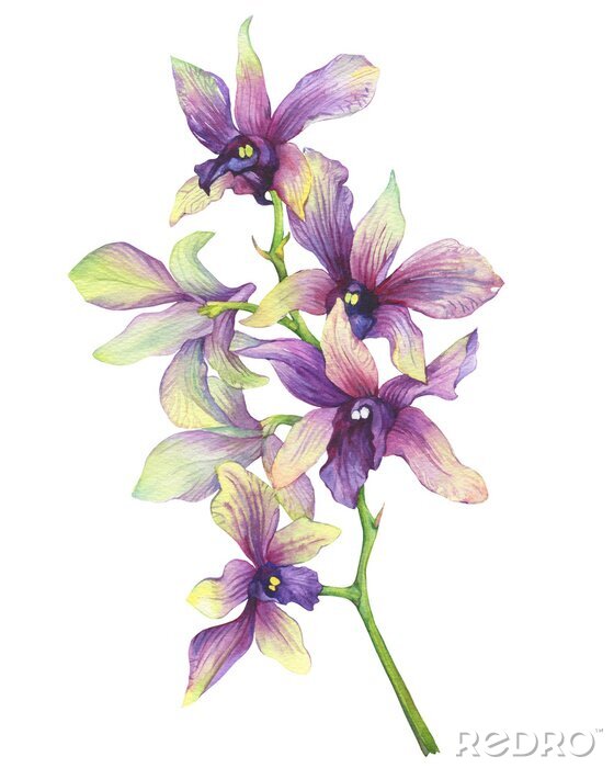 Fotobehang Romantische orchidee in ingetogen kleuren