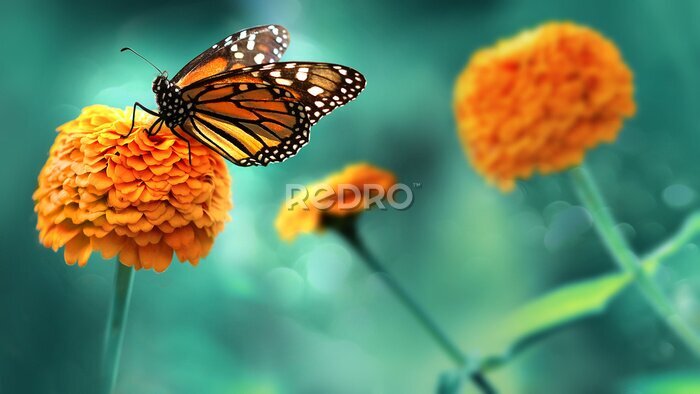 Fotobehang Rondfladderende vlinder op een oranje bloemetje