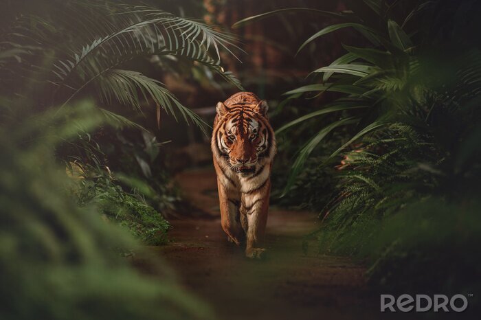 Fotobehang Rondlopende tijger in een tropisch oerwoud