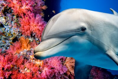 Rood koraalrif en dolfijn