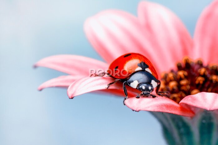 Fotobehang Rood lieveheersbeestje op roze bloemetje