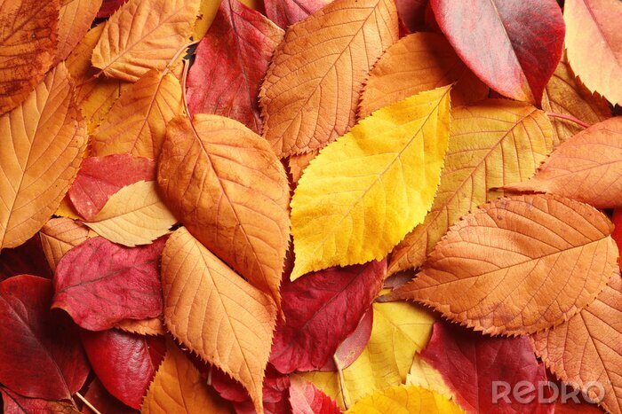 Fotobehang Rood-oranje herfstbladeren