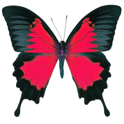 Fotobehang Rood-zwarte vlinder op witte achtergrond