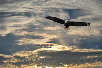 Fotobehang Roofvogel tegen de lucht