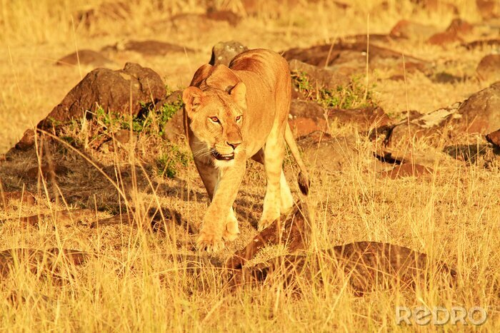 Fotobehang Roofzuchtig dier in Kenia