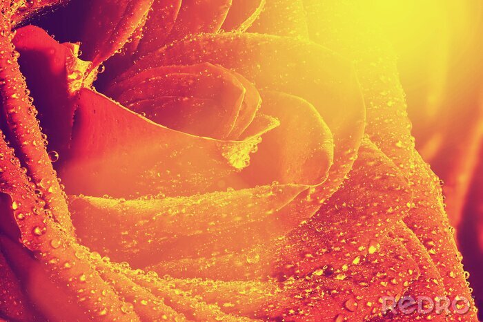 Fotobehang Roos in het zonlicht