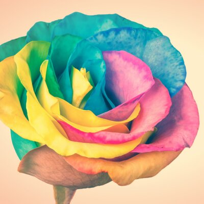 Roos in regenboogkleuren