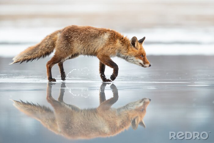 Fotobehang Ros dier op het oppervlak van het meer