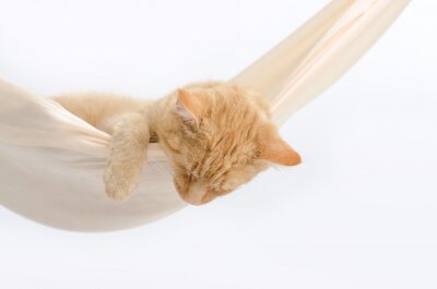 Fotobehang Ros katje op een hangmat