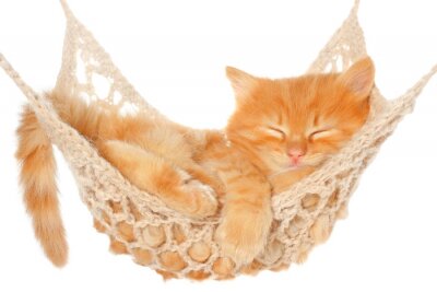 Fotobehang Rosharige slapende kat op een hangmat