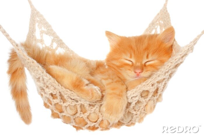 Fotobehang Rosharige slapende kat op een hangmat
