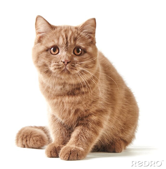 Fotobehang Rosse Britse kat