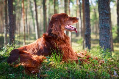 Fotobehang Rosse hond zittend in een bos