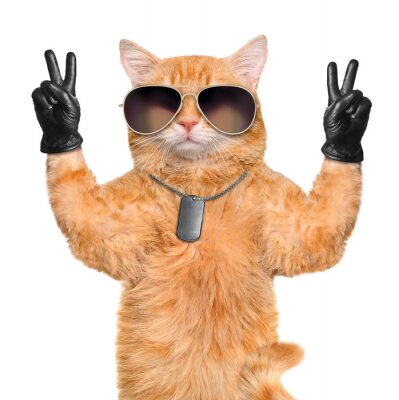 Fotobehang Rosse kat met bril