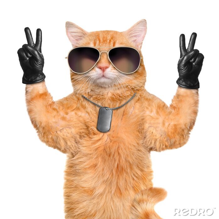 Fotobehang Rosse kat met bril
