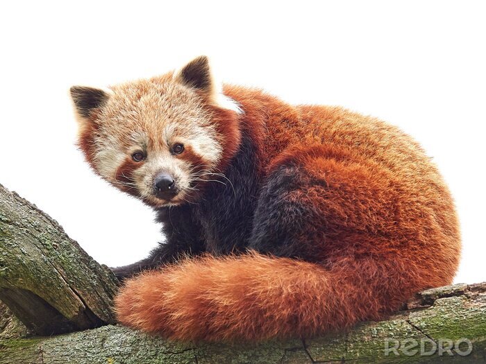 Fotobehang Rosse panda op een boom
