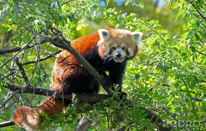 Fotobehang Rosse panda tussen de bladeren