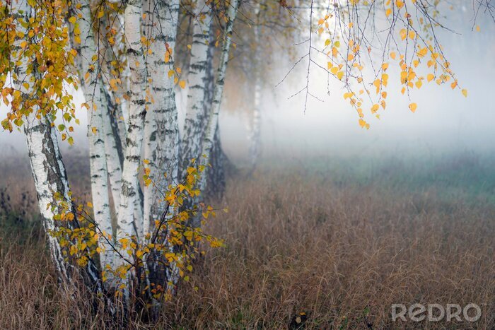 Fotobehang Row of birch trees with yellow leaves in the fog. Selective focus..