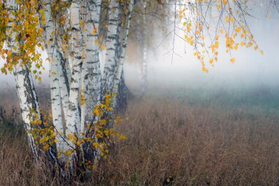 Fotobehang Row of birch trees with yellow leaves in the fog. Selective focus..
