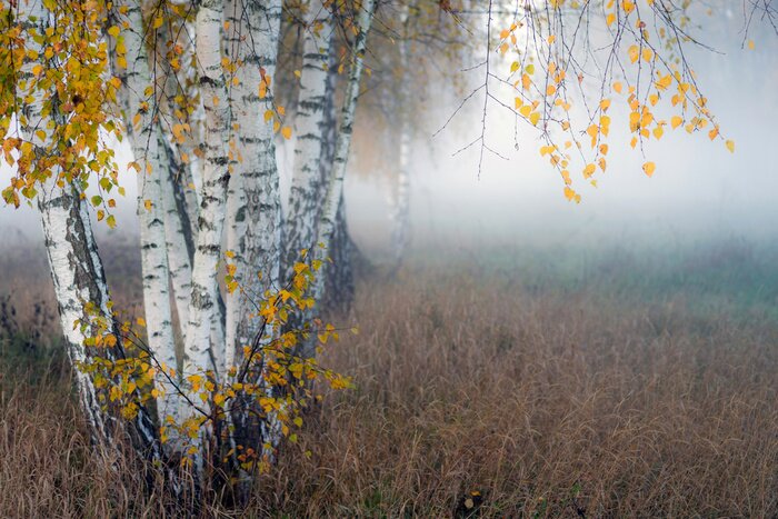 Fotobehang Row of birch trees with yellow leaves in the fog. Selective focus..