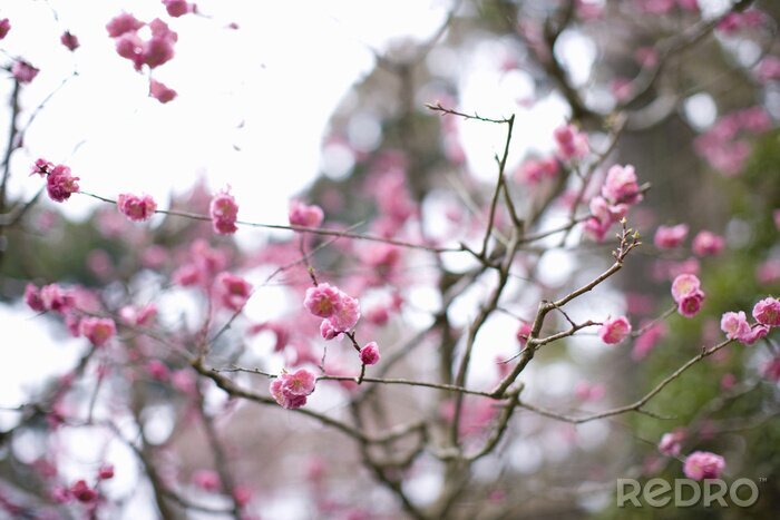 Fotobehang Roze bloeiende tak en natuur