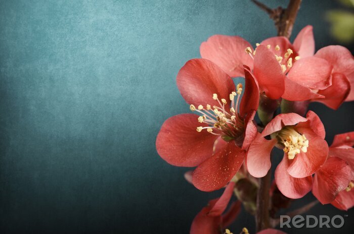 Fotobehang Roze Bloem