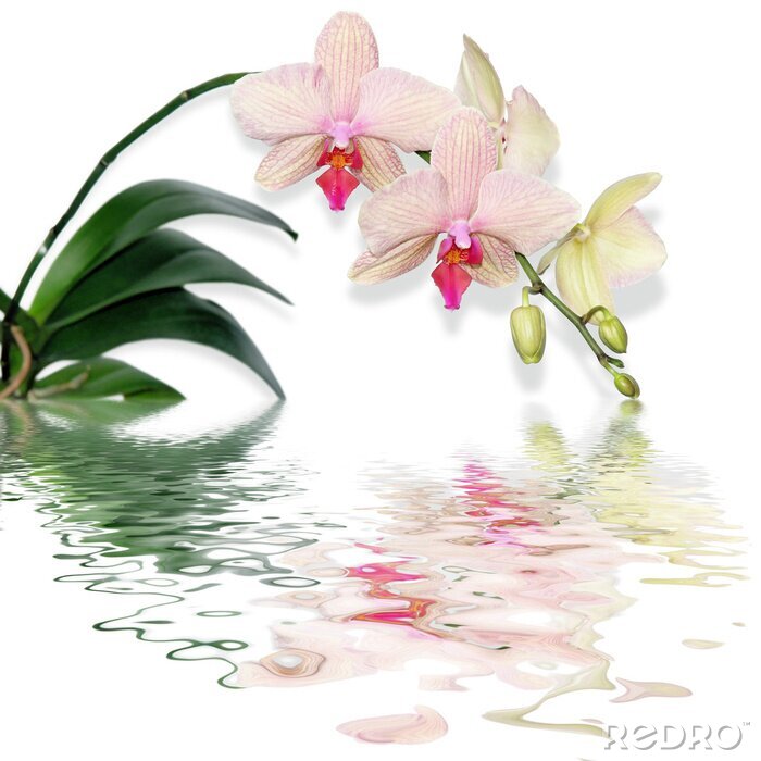 Fotobehang Roze bloem en water