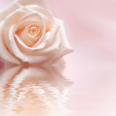 Fotobehang Roze bloem en weerspiegeling
