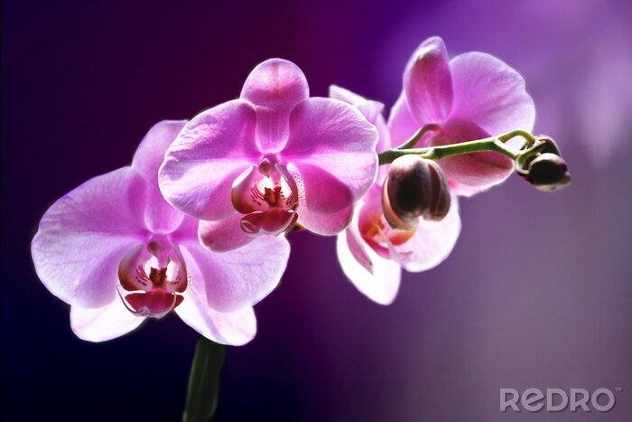 Fotobehang Roze bloem op een paarse achtergrond