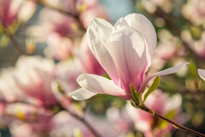 Fotobehang Roze bloemblaadjes van een magnoliaboom