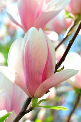 Fotobehang Roze bloemblaadjes van magnolia
