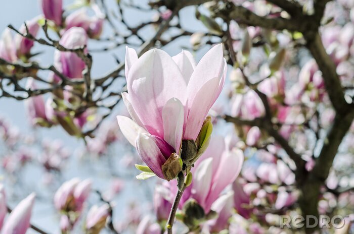Fotobehang Roze bloemblaadjes van magnolia op een struik