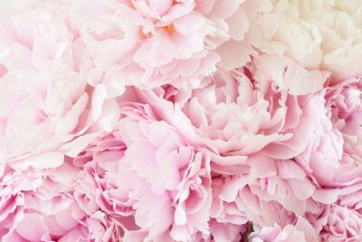 Fotobehang Roze bloemblaadjes van pioenen