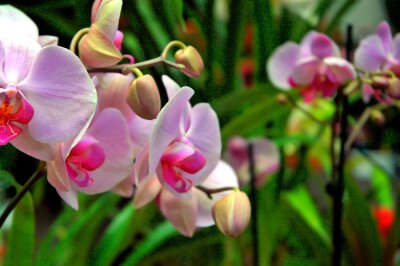Fotobehang Roze bloemen en groene bladeren