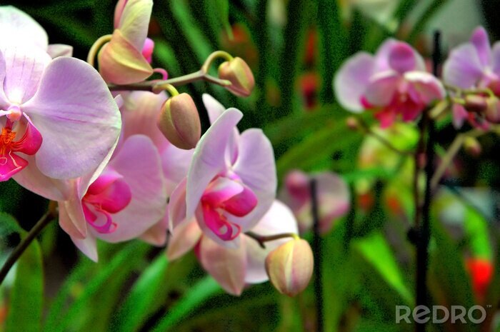 Fotobehang Roze bloemen en groene bladeren