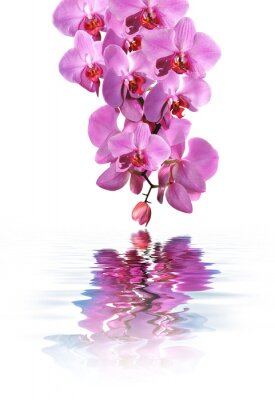 Fotobehang Roze bloemen en water