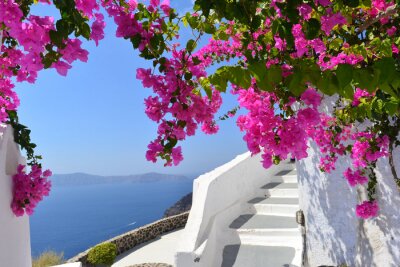 Fotobehang Roze bloemen en witte architectuur op Santorini
