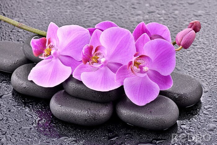 Fotobehang Roze bloemen gerangschikt op zwarte stenen
