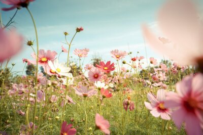 Fotobehang Roze bloemen in de weide