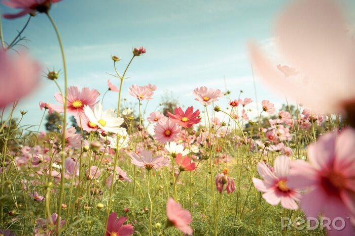Fotobehang Roze bloemen in de weide