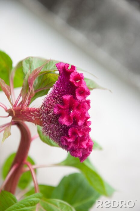 Fotobehang Roze bloemscherm
