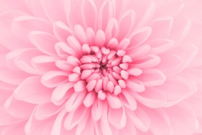 Fotobehang Roze chrysant