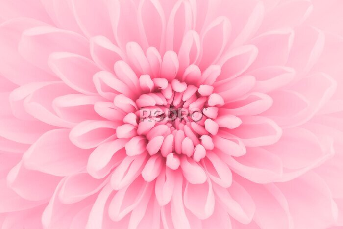 Fotobehang Roze chrysant
