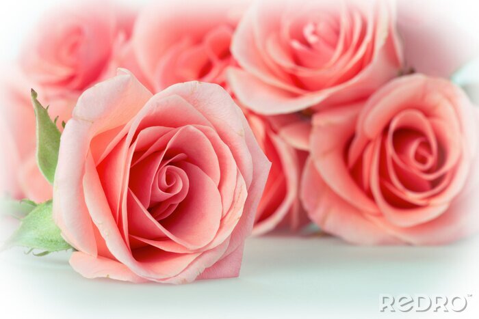 Fotobehang Roze delicate rozen