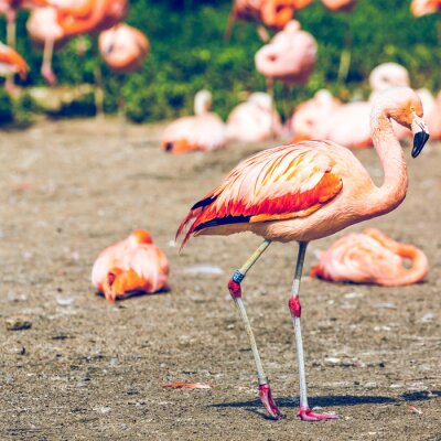 Fotobehang Roze dier in een dierentuin